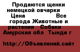 Продаются щенки немецкой овчарки!!! › Цена ­ 6000-8000 - Все города Животные и растения » Собаки   . Амурская обл.,Тында г.